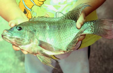 çiğ Nil tilapia balık