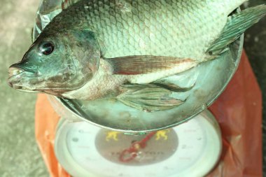 çiğ Nil tilapia balık