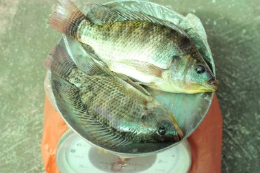 çiğ Nil tilapia balık