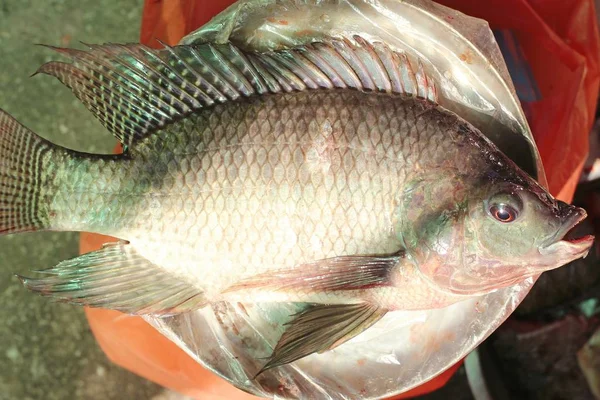 çiğ Nil tilapia balık