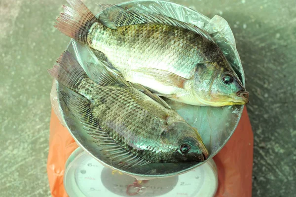 çiğ Nil tilapia balık