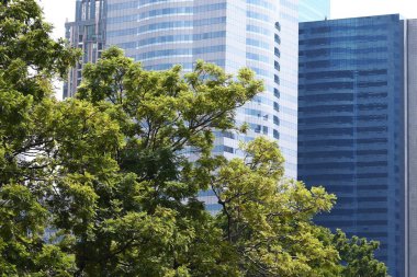 Ofis Binası ve yeşil meşe