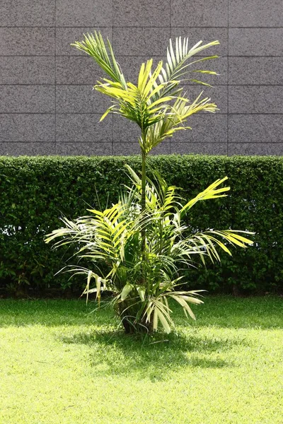 Bella palma verde — Foto Stock