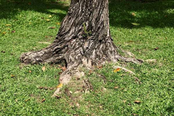 Große Baumwurzel — Stockfoto