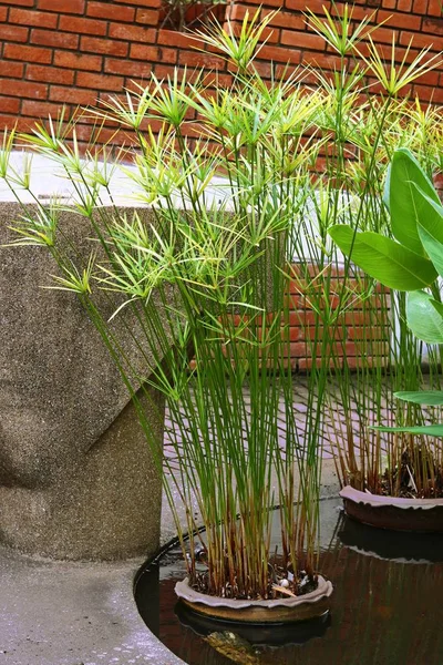 草纸绿色植物, 公园内的观赏植物 免版税图库图片