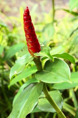 Hint Baş zencefil çiçekler