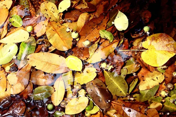 Světlé podzimní listy — Stock fotografie