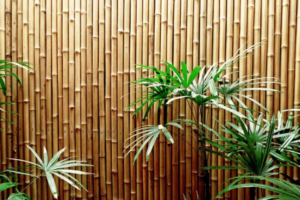 Fond de texture de clôture en bambou naturel — Photo