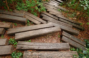 Ormanda ahşap köprü