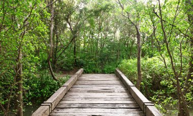 Ormanda ahşap köprü