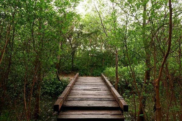 Ormanda ahşap köprü