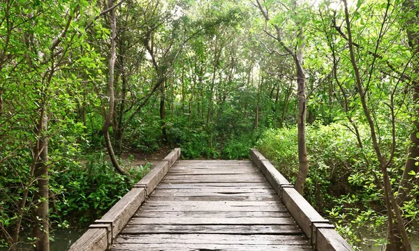 Ormanda ahşap köprü