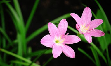 Koyu Pembe yağmur damlaları çiçek