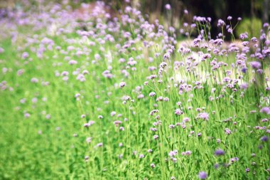 bulanık mor çiçekler açar