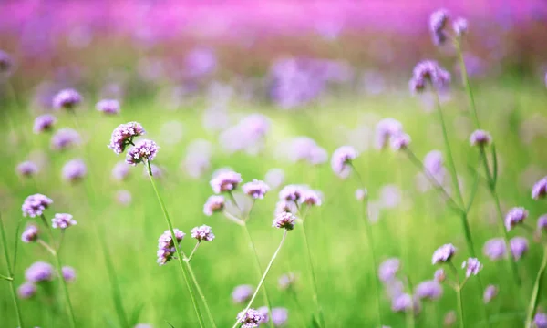 Verschwommene lila Blumen blühen — Stockfoto