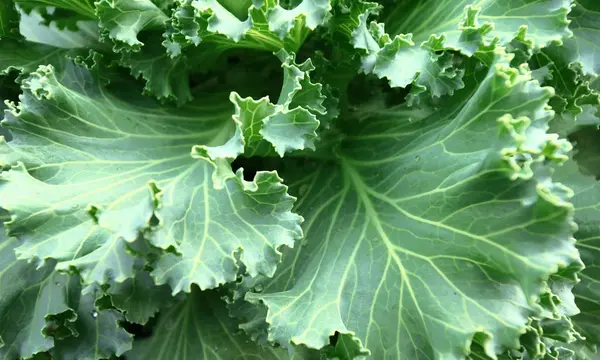 Green cabbage — Stock Photo, Image