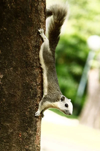 Eichhörnchen auf dem Baum — Stockfoto