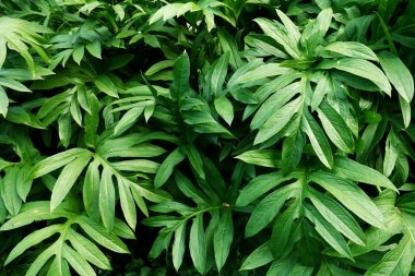 taze yeşil yapraklar