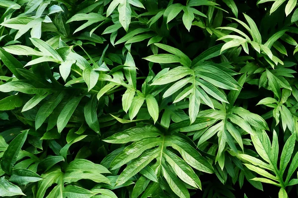 Feuilles vertes fraîches Images De Stock Libres De Droits