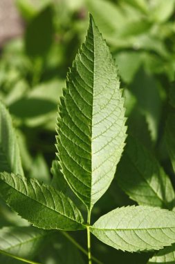 yeşil yapraklar desen