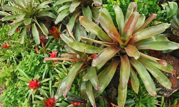 Group Red Bromeliads Nursery — Stock Photo, Image