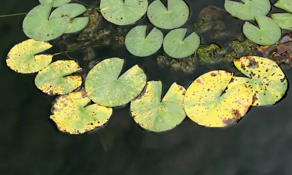 Lotus listí na rybníku — Stock fotografie