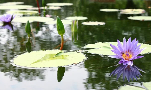 Gölette lotus — Stok fotoğraf