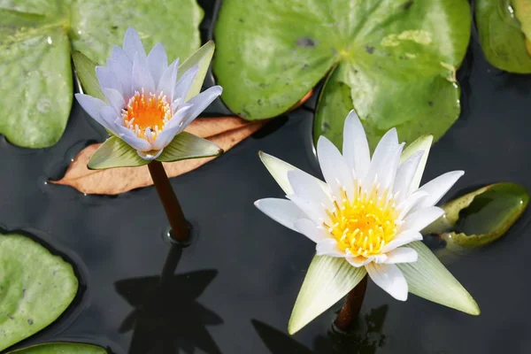 Gölette lotus — Stok fotoğraf
