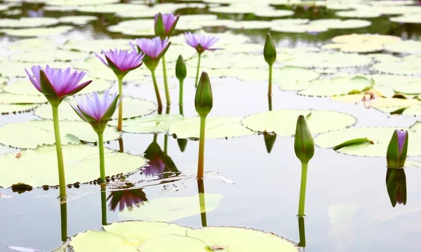 Gölette lotus — Stok fotoğraf