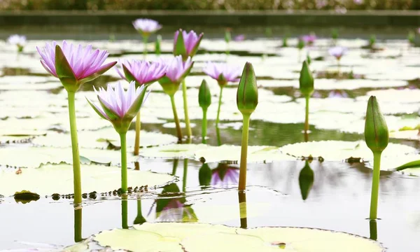 Gölette lotus — Stok fotoğraf