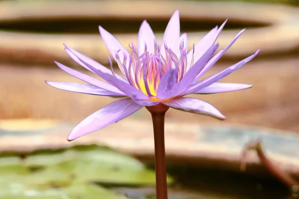Lotus auf dem Teich — Stockfoto