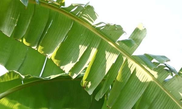 Banana tree leaves — Stock Photo, Image