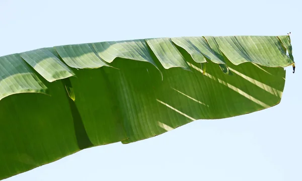 banana tree leaves