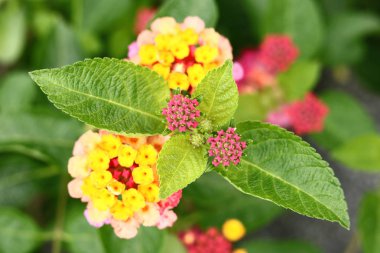 Lantana camara Linn