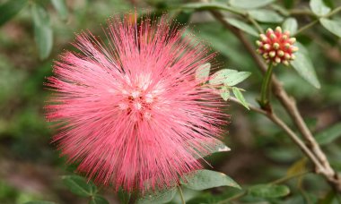Combretum eritrofizyum (Burchell) Sonder