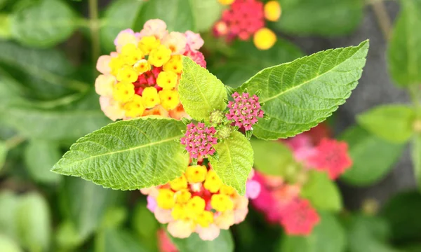 Lantana camara Linn — Stockfoto