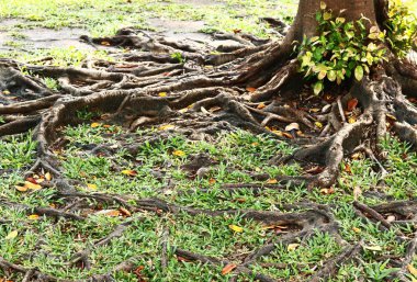 Ağaç kökleri sonbaharda güneş ışığı ile