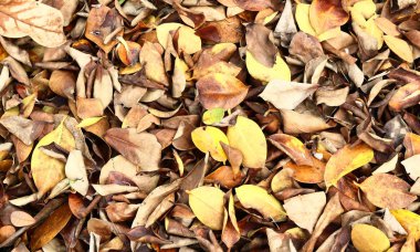 Ormanda kuru yapraklar