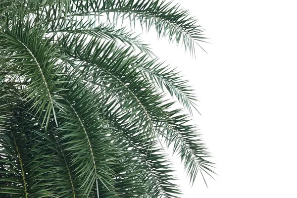 Ветка пальмы против света — стоковое фото