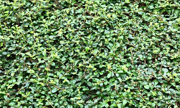 Gröna blad eller natur bakgrund — Stockfoto