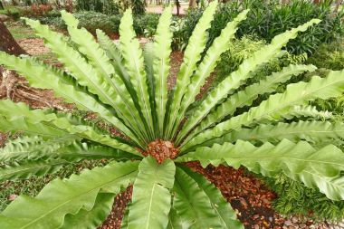 Kuş yuvası fern, tropikal eğreltiotu