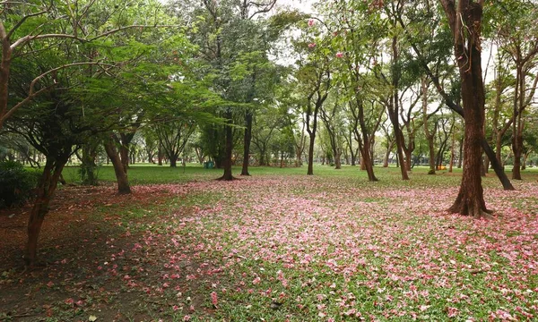 Muñón con flores de color rosa caen sobre la hierba —  Fotos de Stock