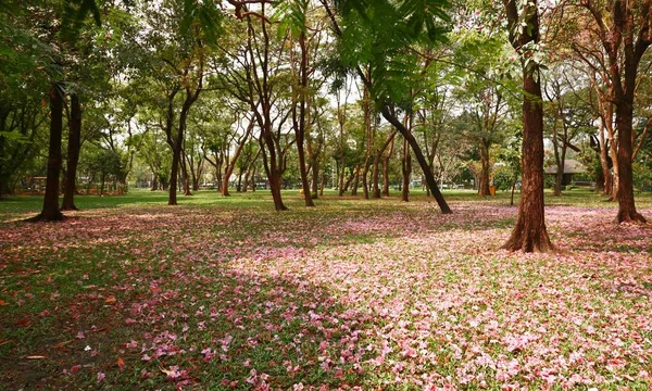 Tronco com flores cor de rosa cair na grama — Fotografia de Stock
