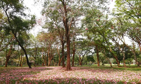 Tronco com flores cor de rosa cair na grama — Fotografia de Stock