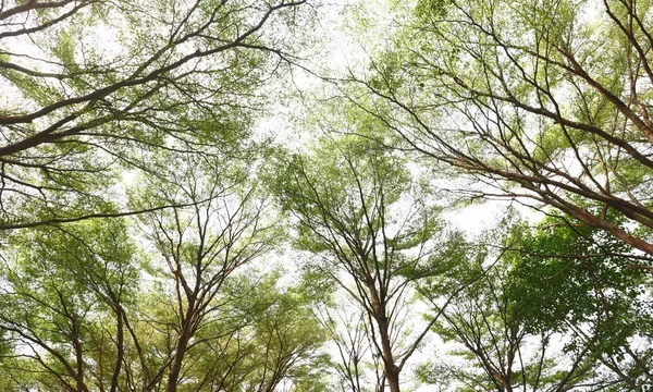 Green forest background in a sunny day — Stock Photo, Image