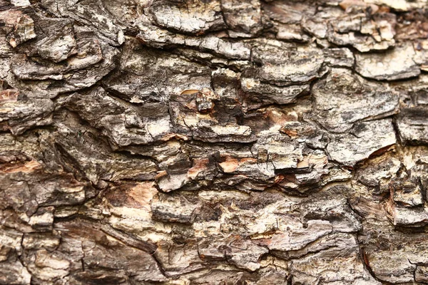 Dunkle Baumrindenstruktur — Stockfoto