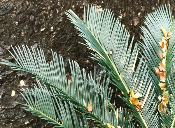 Пальма на текстурі кори дерева — стокове фото