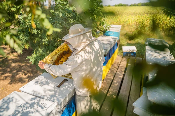 Ahşap arı kovanlarının orada bir arı yetiştiricisi var. Apiculture kavramı.