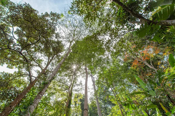 Yeşil ağaçları, güneş ışığı ve alçak açılı taze ve vahşi bir orman..