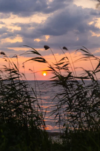  Sunrise silhouette through shoreline reeds.